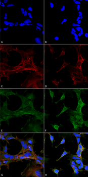 4-Hydroxy-2-hexenal Antibody (FITC)