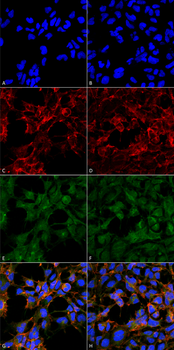Malondialdehyde Antibody (Biotin)