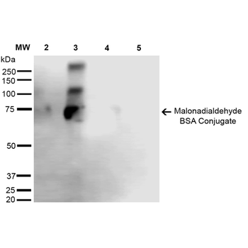 Malondialdehyde Antibody (Biotin)