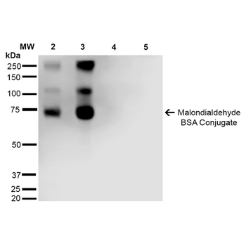 Malondialdehyde Antibody