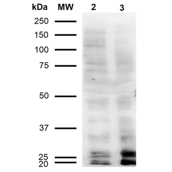 Malondialdehyde Antibody