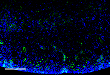 Malondialdehyde Antibody (PerCP)