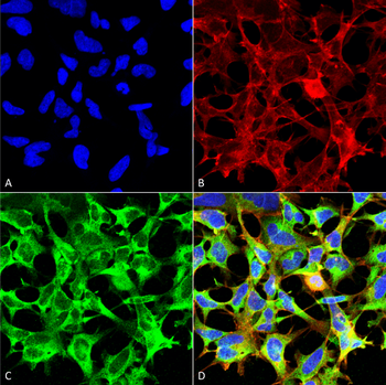 Sulfotyrosine Antibody (FITC)