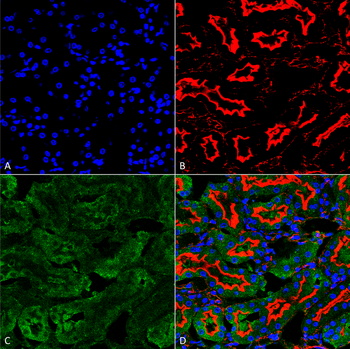 Sulfotyrosine Antibody (FITC)