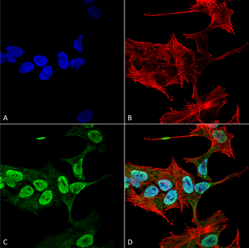 Alpha Synuclein Antibody (APC)