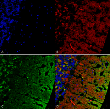 Alpha Synuclein Antibody (APC)