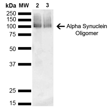 Alpha Synuclein Antibody (APC)