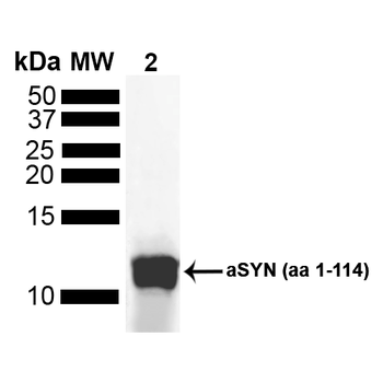 Alpha Synuclein Antibody (Biotin)