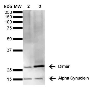 Alpha Synuclein Antibody (FITC)