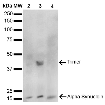 Alpha Synuclein Antibody