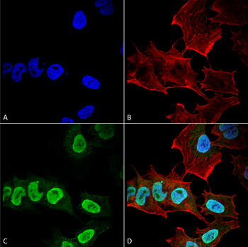 Alpha Synuclein Antibody (PerCP)