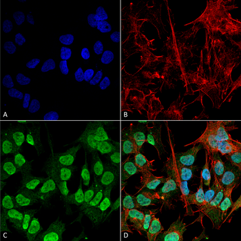 Alpha Synuclein Antibody (APC)