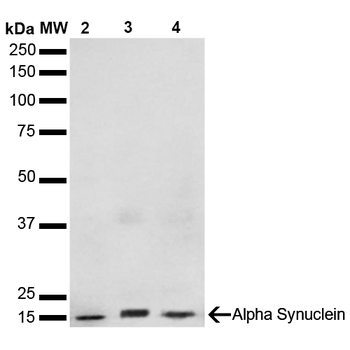 Alpha Synuclein Antibody (HRP)