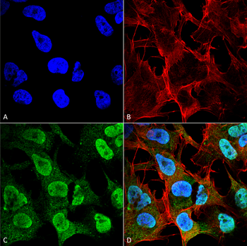 Alpha Synuclein Antibody (APC)
