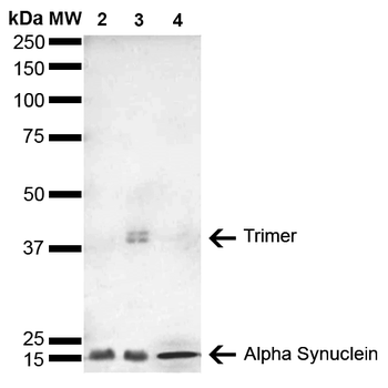 Alpha Synuclein Antibody (APC)