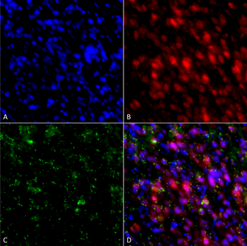 Alpha Synuclein Antibody (FITC)