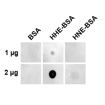 4-Hydroxy-2-hexenal Antibody (HRP)