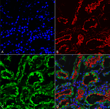 KDEL Antibody (HRP)