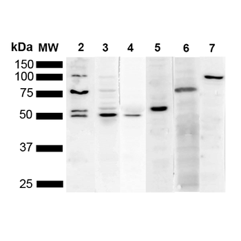 KDEL Antibody (PerCP)