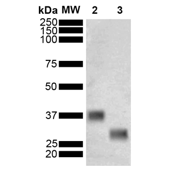 GST Antibody (HRP)