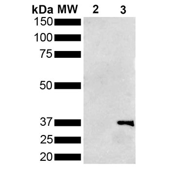 Metallothionein Antibody (Biotin)
