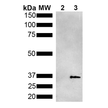 Metallothionein Antibody (APC)