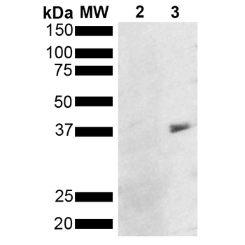 Metallothionein Antibody (Biotin)