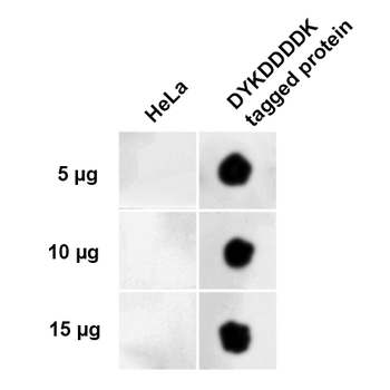 DYKDDDDK Tag Antibody (Equivalent to Sigma's FLAG M2 Antibody): Biotin