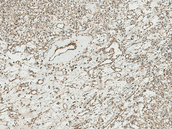 TCF4 Antibody (APC)