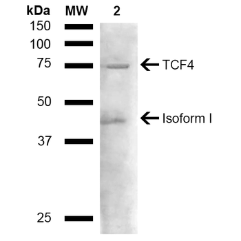 TCF4 Antibody (HRP)