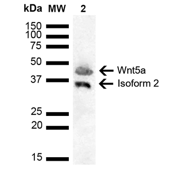 Wnt5a Antibody (FITC)