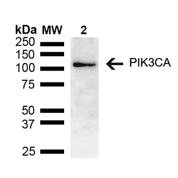 PIK3CA Antibody (APC)