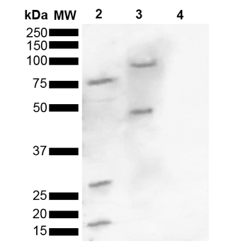 Alpha Synuclein (pSer129) Antibody (PerCP)