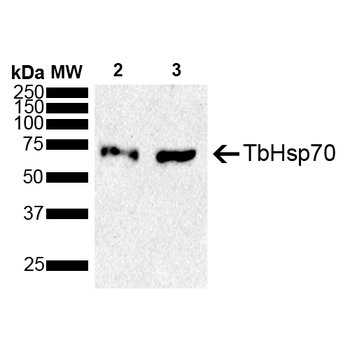 TbHsp70 Antibody (PerCP)