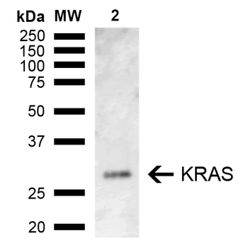 KRAS Antibody (APC)
