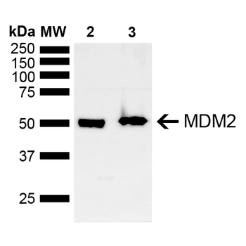 MDM2 Antibody (PerCP)