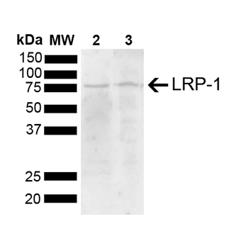 LRP1 Antibody (APC)