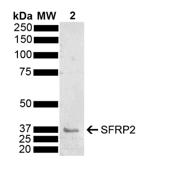 SFRP2 Antibody (FITC)