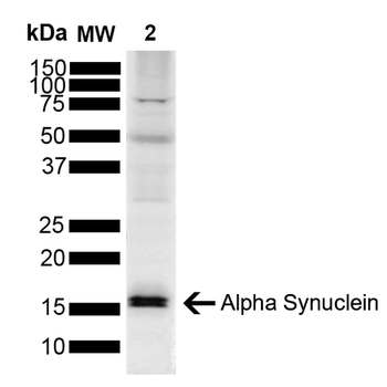 Alpha Synuclein Antibody (APC)