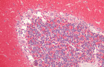 Alpha Synuclein Antibody (FITC)