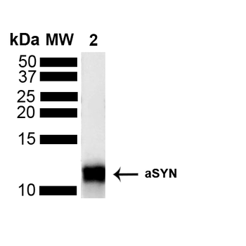 Alpha Synuclein Antibody (FITC)