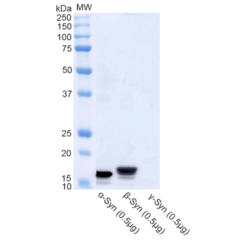Alpha Synuclein Antibody (RPE)