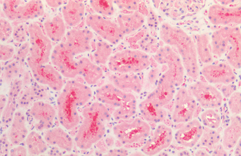 Tau Antibody (APC)