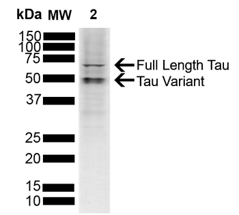 Tau Antibody (APC)