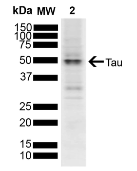 Tau Antibody (HRP)