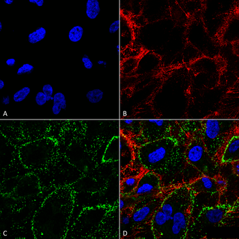 HSP70 Antibody (HRP)