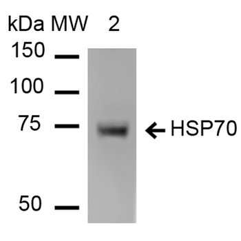 HSP70 Antibody (PerCP)