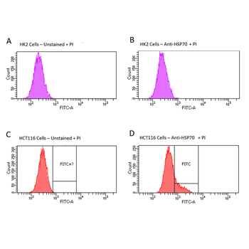 HSP70 Antibody (PerCP)