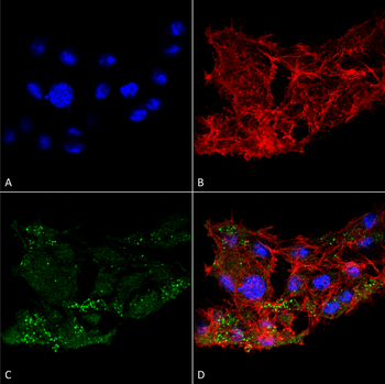 ATG7 Antibody (FITC)