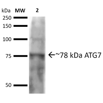 ATG7 Antibody (PerCP)